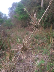 Chusquea ramosissima