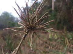 Chusquea ramosissima