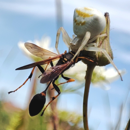 Black and yellow mud dauber