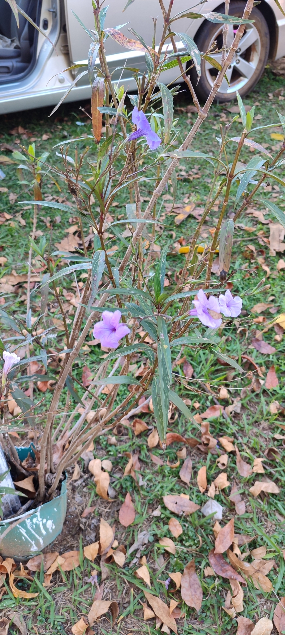 Ruellia simplex