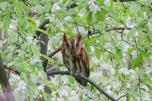 Eastern Screech-Owl photographed in Michigan