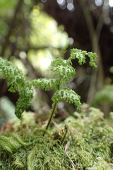 Hymenophyllum flexuosum