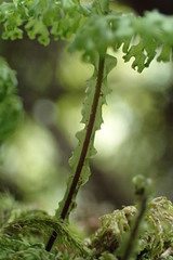 Hymenophyllum flexuosum