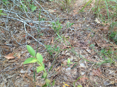 Kellochloa brachyantha