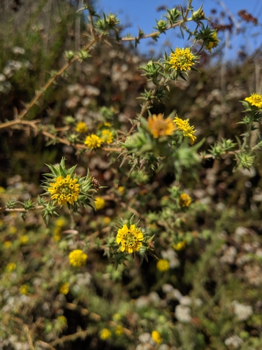 iNaturalist observation photo of southern tarplant