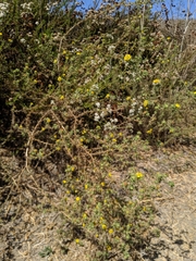 Centromadia parryi australis