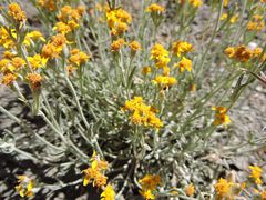 Eriophyllum ambiguum
