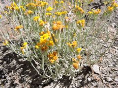 Eriophyllum ambiguum