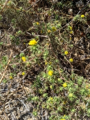 Centromadia parryi australis