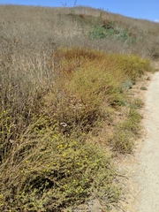 Centromadia parryi australis