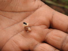 Dendroctonus