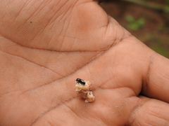 Dendroctonus