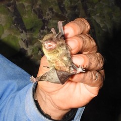 Eptesicus furinalis