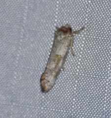 Acrolophus piger