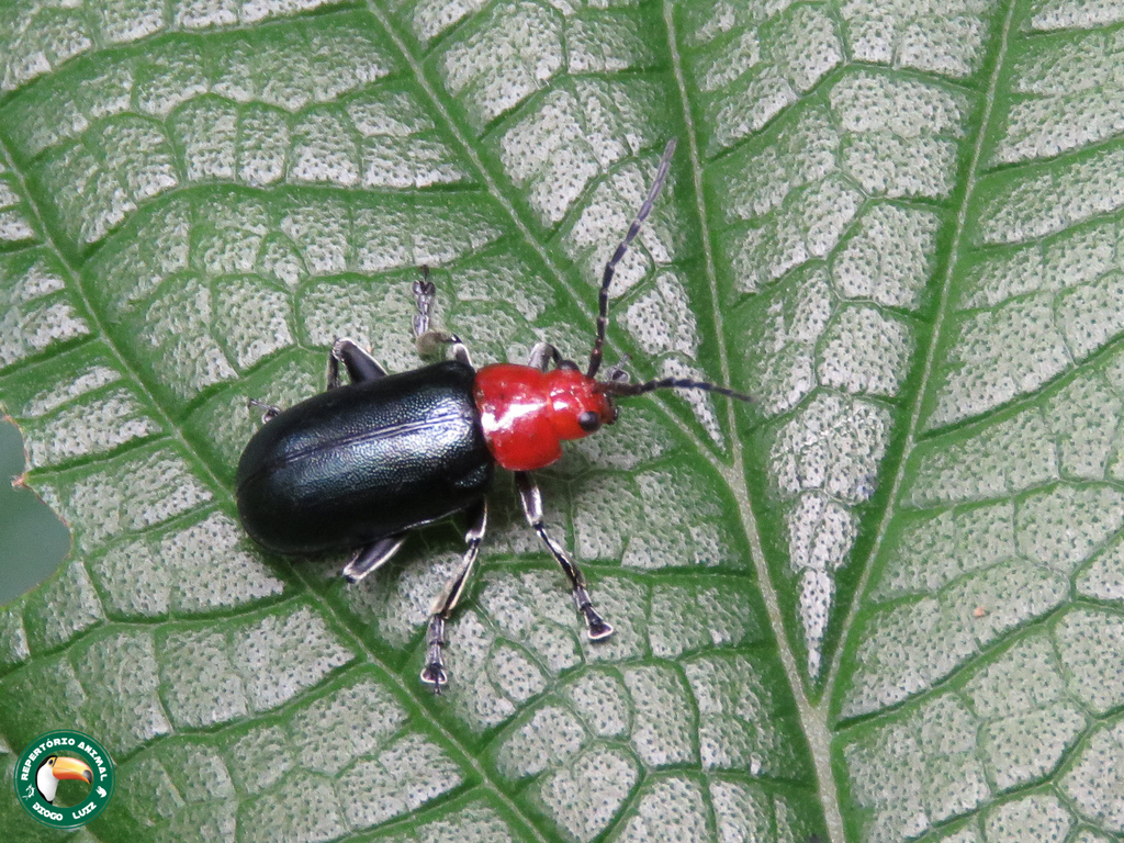 Cacoscelis melanoptera