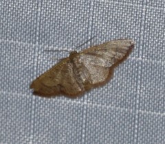 Idaea kendallaria