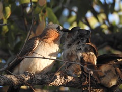 Turdoides gymnogenys