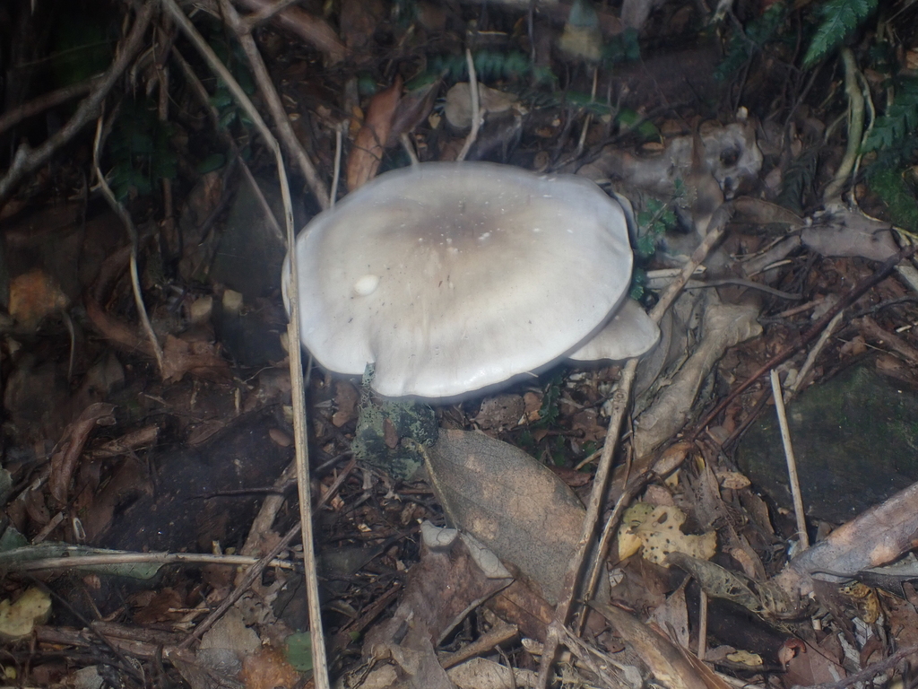 Clitocybe nebularis · May 2025 · photo: © pdbellbutler (iNaturalist, cc-by)