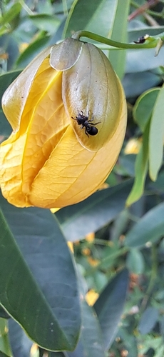 Cephalotes pusillus photo 3