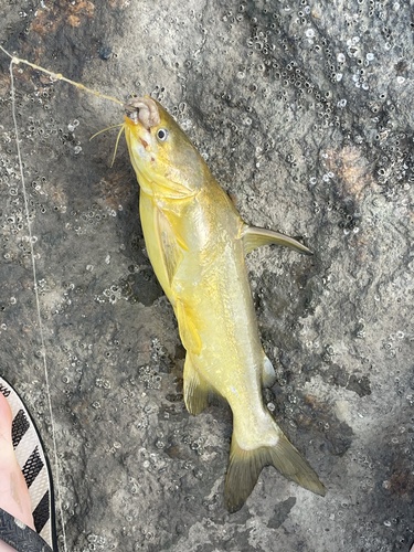 Bressou sea catfish (Aspistor quadriscutis) — Ariidae — 4