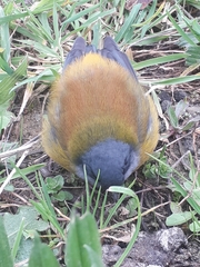 Phrygilus