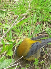 Phrygilus