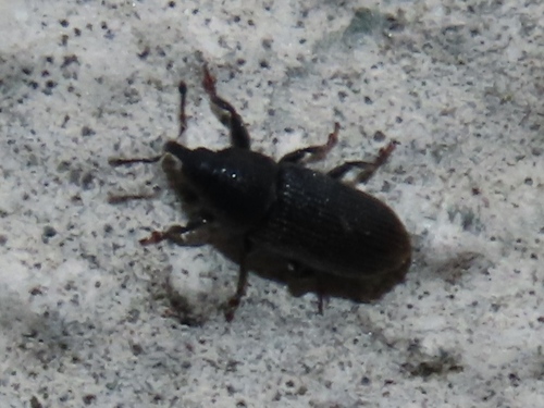 Stem Miner Weevil, Voorschoten, Nederland, photo 10 of 10