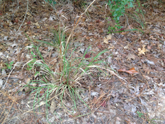 Andropogon virginicus virginicus