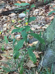 Hieracium paniculatum