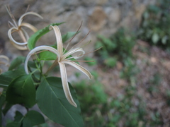 Exostema caribaeum