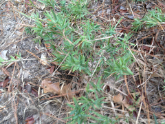 Dichanthelium dichotomum