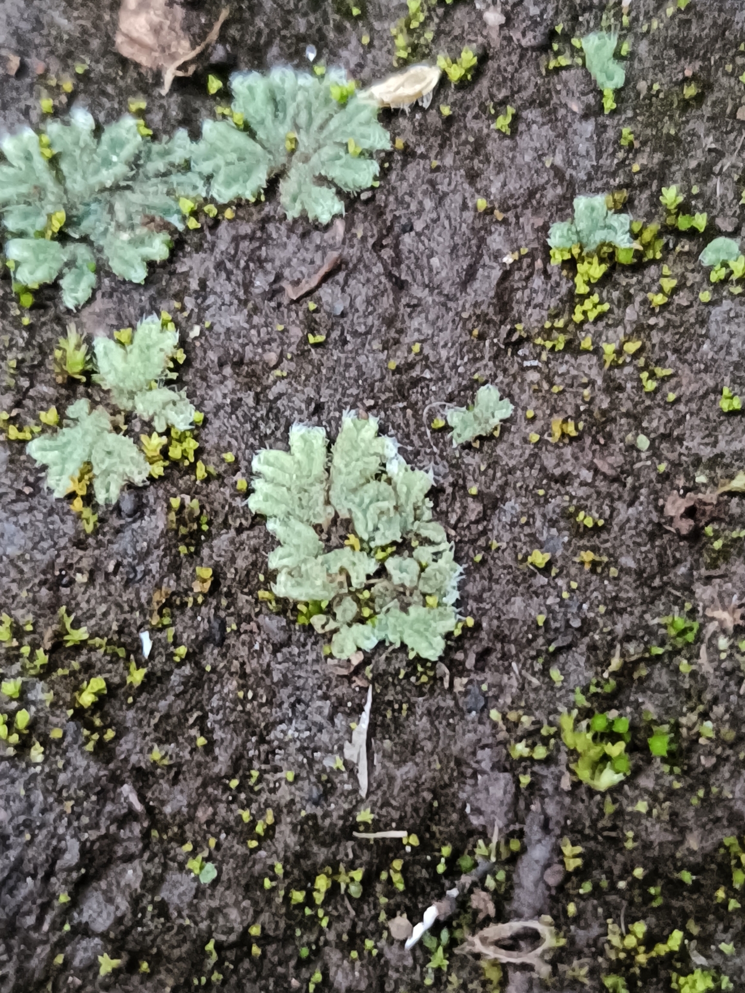 Riccia crozalsii
