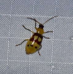 Paranapiacaba connexa