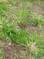 Phrygilus