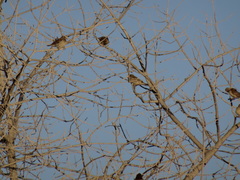 Crithagra atrogularis