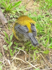 Phrygilus