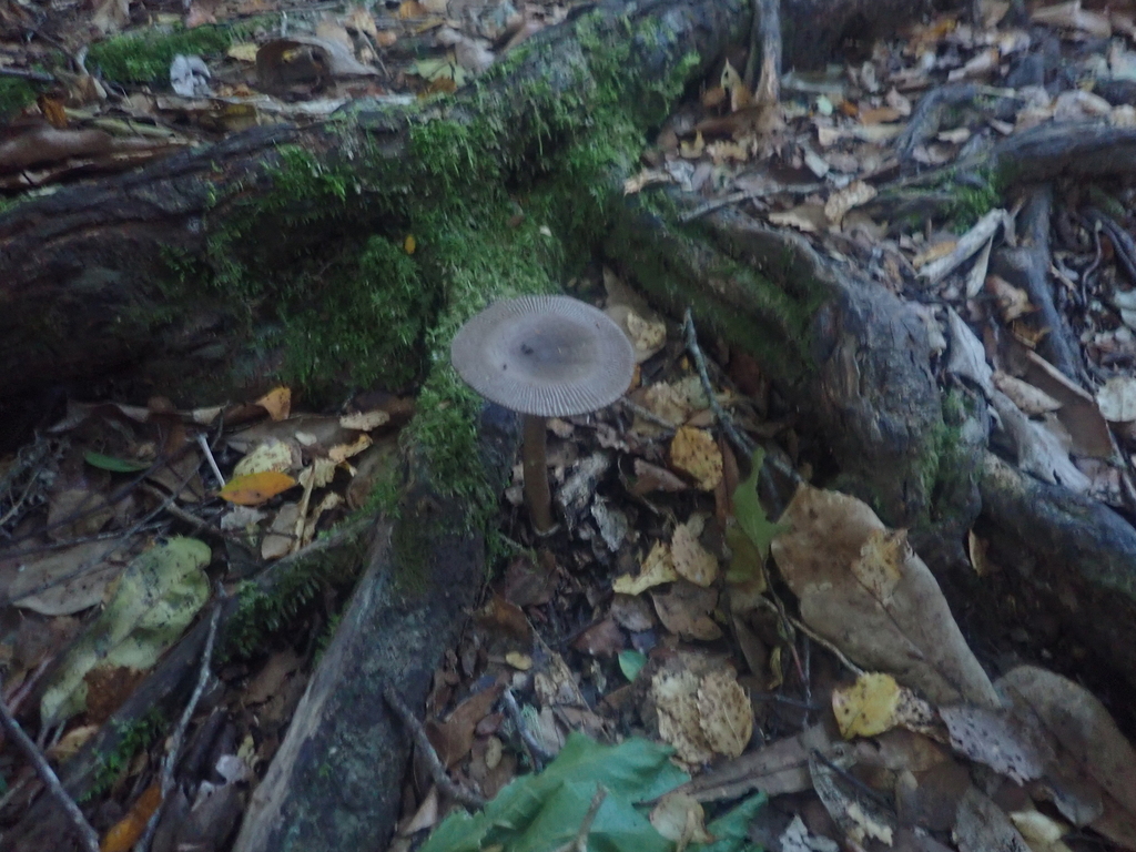 Amanita pekeoides · May 2025 · photo: © pdbellbutler (iNaturalist, cc-by)