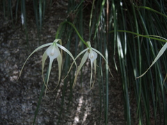 Brassavola cucullata