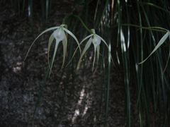 Brassavola cucullata