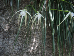Brassavola cucullata