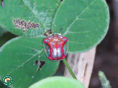 Charidotella rubicunda