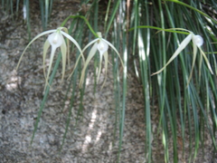 Brassavola cucullata