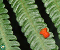 Charidotella rubicunda