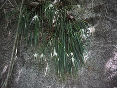 Brassavola cucullata