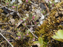 California Smartweed (Polygonum polygaloides)