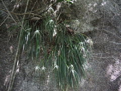 Brassavola cucullata