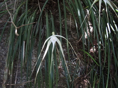 Brassavola cucullata