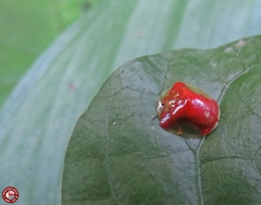 Charidotella rubicunda
