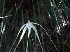 Brassavola cucullata