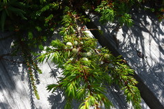 Juniperus communis depressa